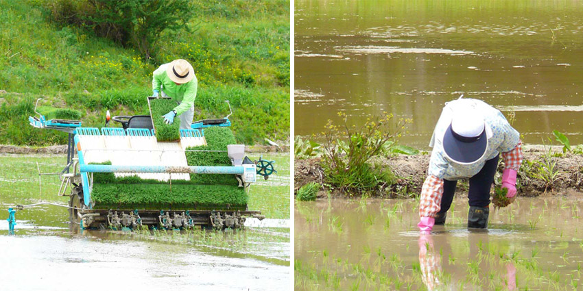 田植え機・手植え
