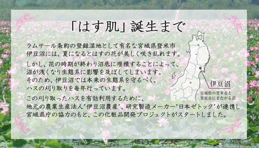 本来の生態系を守るべく刈り取ったハスを有効利用するために、地元の農業生産法人伊豆沼農産、研究製造メーカー日本ゼトックが連携し宮城県庁の協力のもと、この化粧品開発プロジェクトがスタートしました。