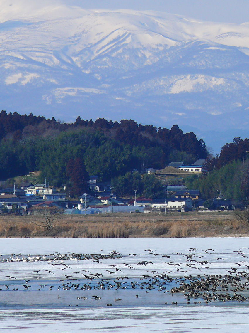 ラムサール条約登録湿地　伊豆沼