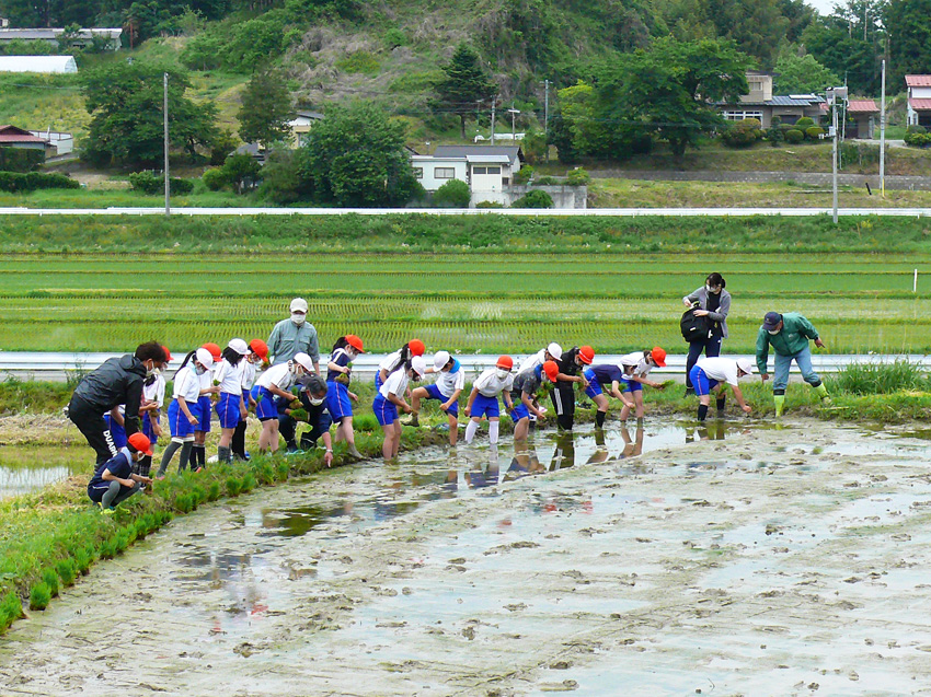 田植え