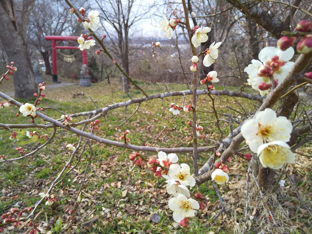 ume 