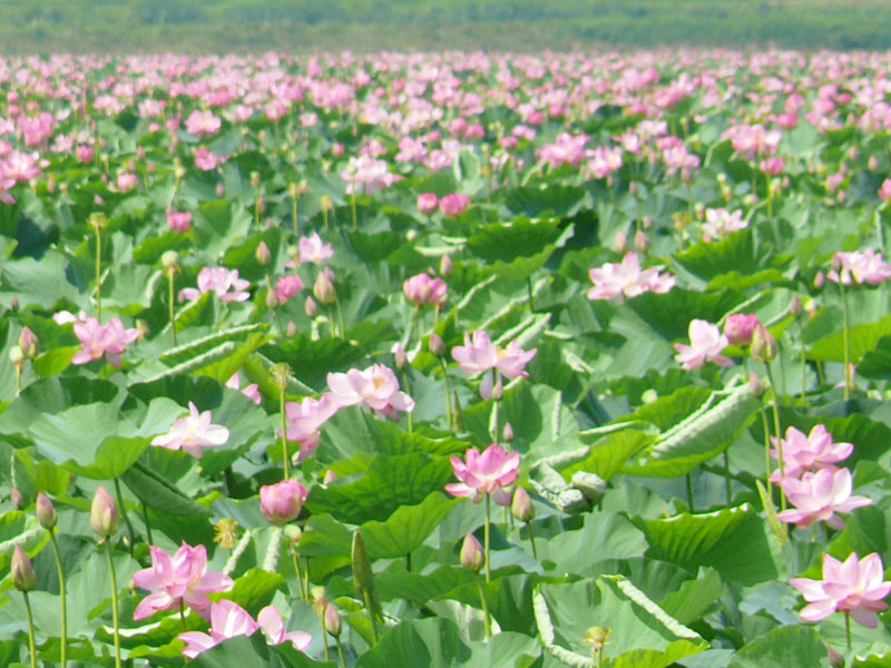 毎年夏になると沼一面にハスの花が咲き乱れる