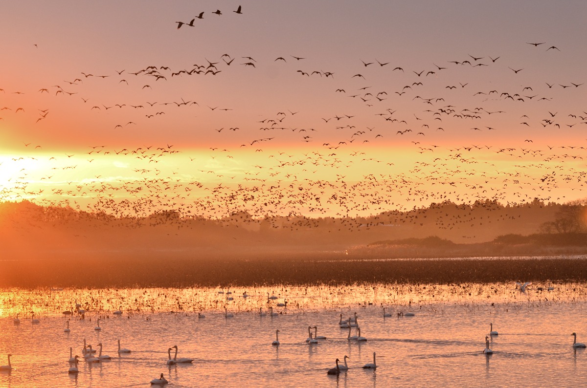 秋から冬にかけて渡り鳥が数多く飛来する伊豆沼・内沼